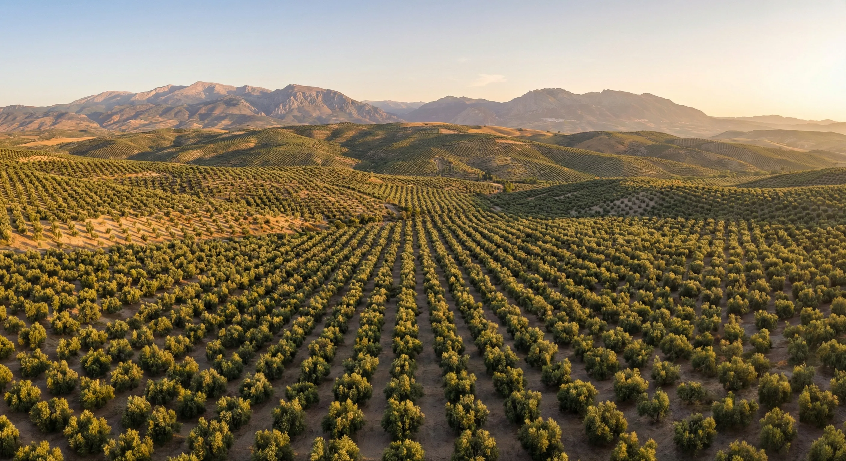 Vista aérea de Andalucía, zona de cobertura de Plagicontrol en Jaén, Granada y Córdoba