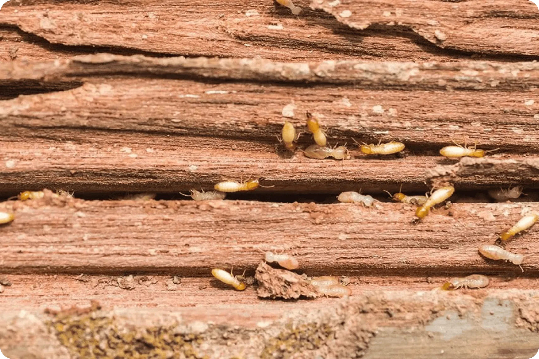 Tipos de carcoma en España - identificación de especies